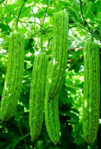 công dụng của mướp đắng khô