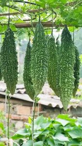 công dụng của mướp đắng khô