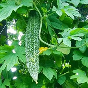 Trái mướp đắng