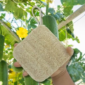 cách làm xơ mướp rửa chén