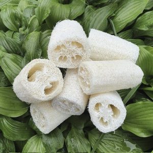 cách làm xơ mướp rửa chén