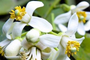 xà phòng hoa bưởi là gì