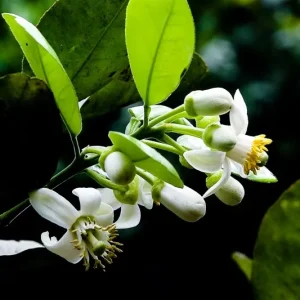 Xà Phòng Hoa Bưởi Có Tác Dụng Gì