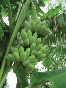 thuốc dân gian trị đau bao tử