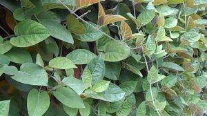 thuốc dân gian trị đau bao tử