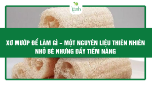xơ mướp để làm gì