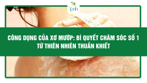 Công dụng của xơ mướp: Bí quyết chăm sóc số 1 từ thiên nhiên