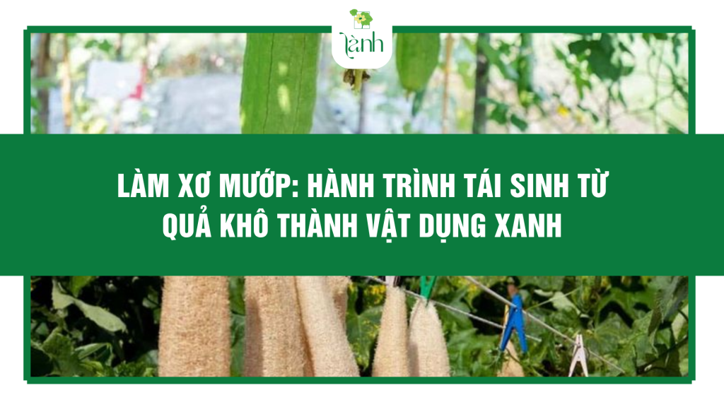 Làm xơ mướp: Hành trình tái sinh từ quả khô thành vật dụng xanh