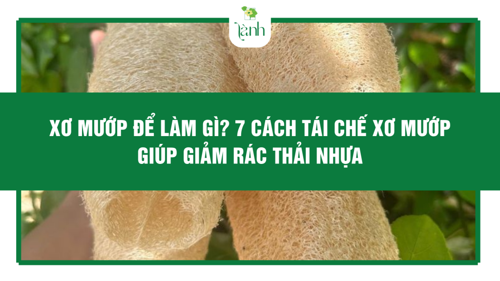 Xơ mướp để làm gì? 7 cách tái chế xơ mướp giúp giảm rác thải nhựa
