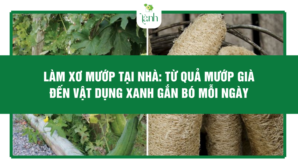Làm Xơ Mướp Tại Nhà: Từ Quả Mướp Già Đến Vật Dụng Xanh Gắn Bó Mỗi Ngày