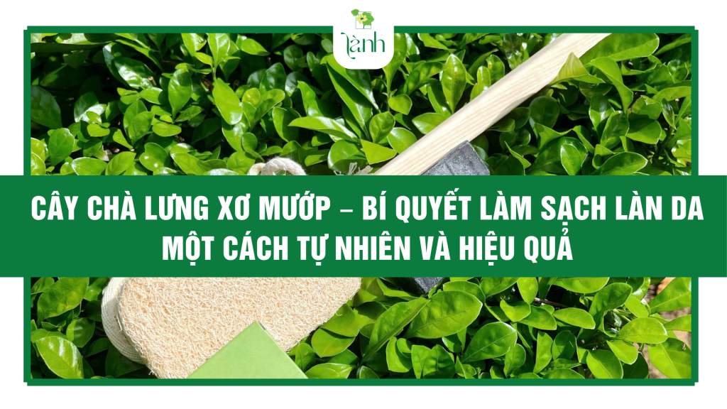 cây chà lưng xơ mướp