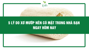 xơ mướp