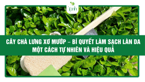 cây chà lưng xơ mướp