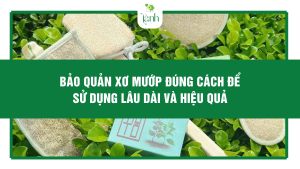 Bảo Quản Xơ Mướp Đúng Cách Để Sử Dụng Lâu Dài Và Hiệu Quả